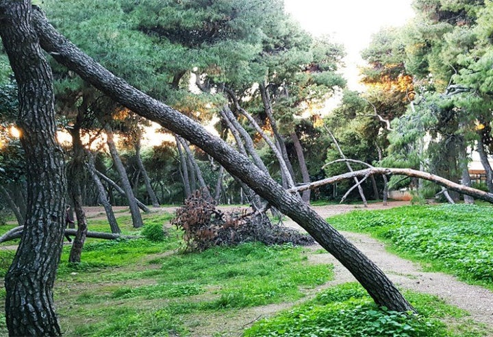 Άλσος Ευελπίδων, πίσω από τα Δικαστήρια