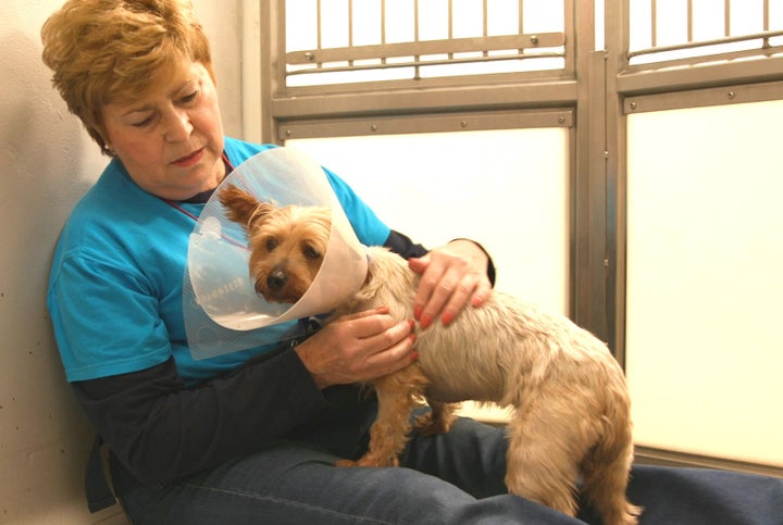 Angela with one of the dogs at Battersea.