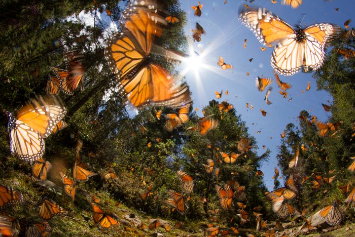 Monarch butterflies in Mexico.
