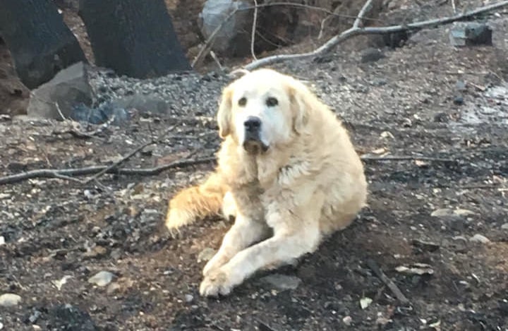 Madison on the charred remains of his home in Paradise, California.