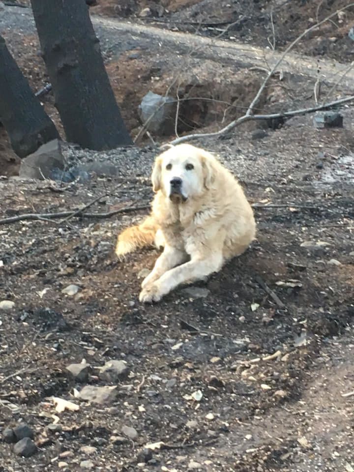Madison on the charred remains of his home in Paradise, California.