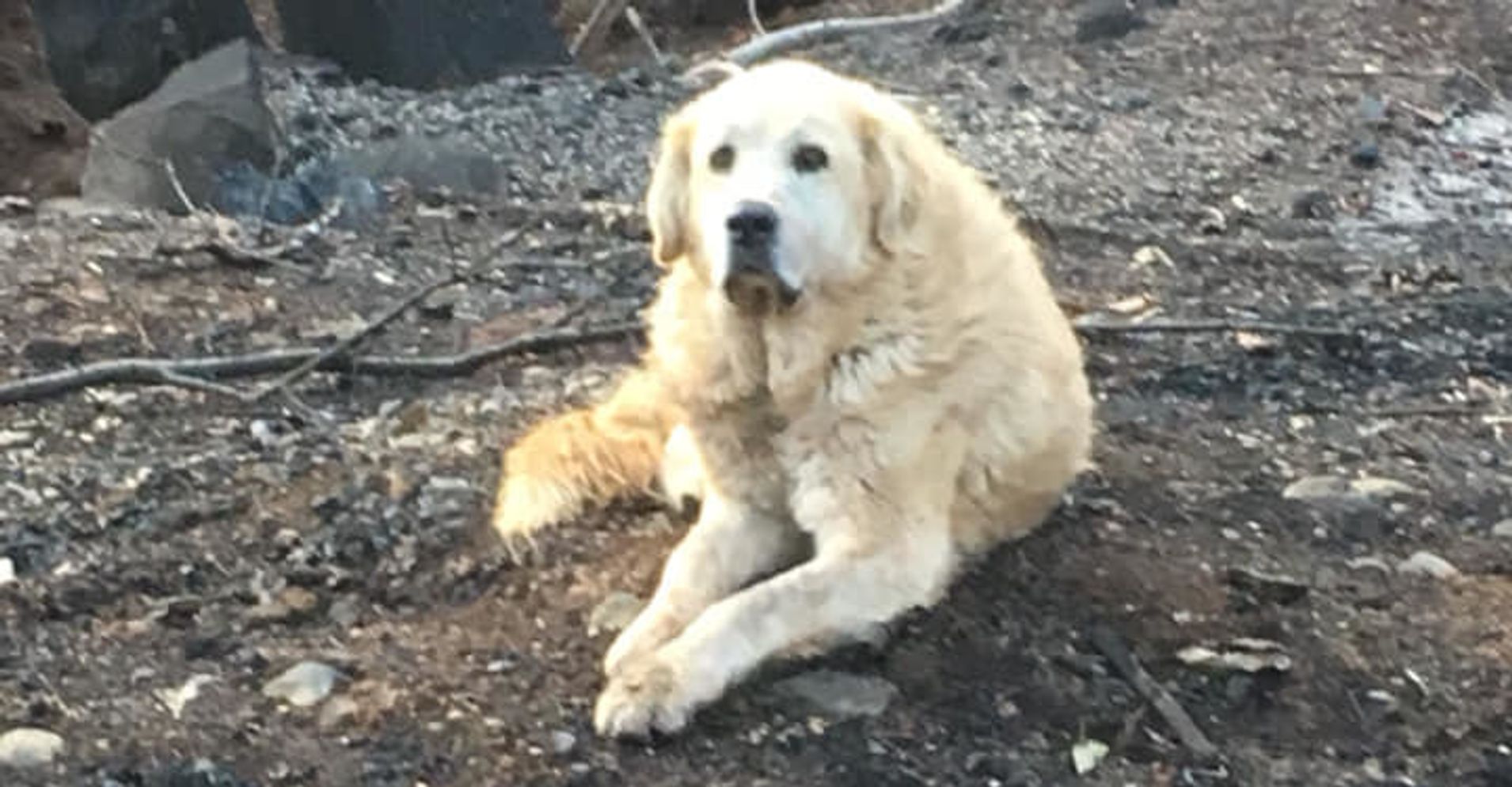 Loyal Dog Found Guarding Home Weeks After Wildfire Burned It To The Ground | HuffPost1910 x 995