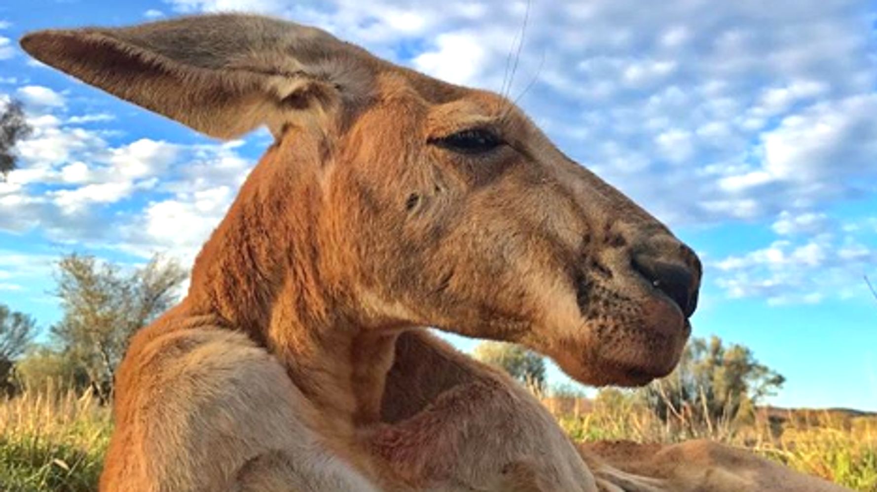 Roger, The Incredibly Buff Kangaroo, Has Died At Age 12 | HuffPost null