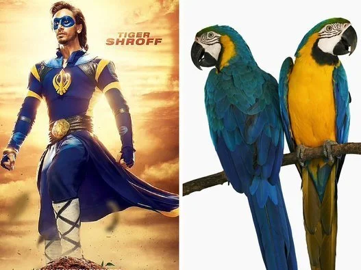 Tiger Shroff Makes A Strong Point About Using Body Doubles For Action Sequences | HuffPost News Tiger Shroff Makes A Strong Point About Using Body Doubles For Action Sequences | HuffPost News