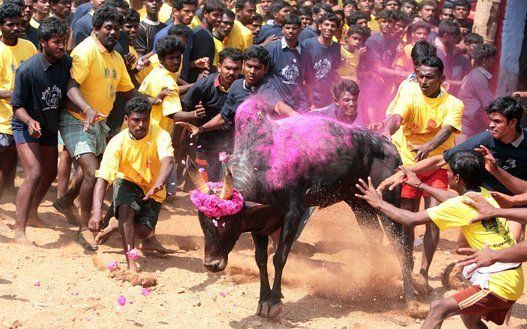 IND: Jallikattu Bull Wrestling