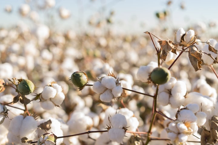 Organic cotton is harvested from non-genetically modified plants and grown without the use of synthetic chemicals like fertilizers and pesticides.