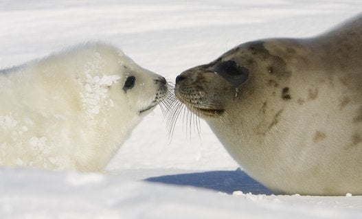 Harp Seals