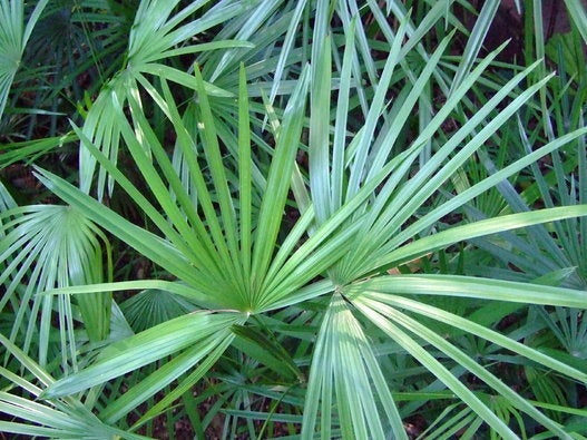 Lady Palm (Rhapis Excelsa)