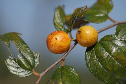 Ber - Ziziphus Mauritiana