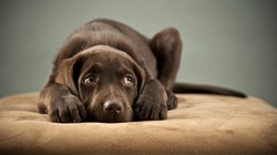 When It Comes To Your Dogs, Sentimentality Is