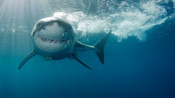 I'm Going To Go Swimming With Sharks And I'm Not