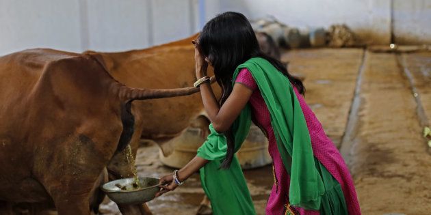 Attendant Susheela Kumari collects urine at a cow shelter where urine is processed in Bulandshahar, Uttar Pradesh, India, on Friday, June 17, 2016. Urine from India's indigenous Bos indicus cows, which are considered sacred by Hindus, is a hot commodity. That's thanks in large part to Prime Minister Narendra Modi, who's introduced programs over the past two years to protect the milk-producing animals and support industries derived from their waste. Photographer: Anindito Mukherjee/Bloomberg via Getty Images