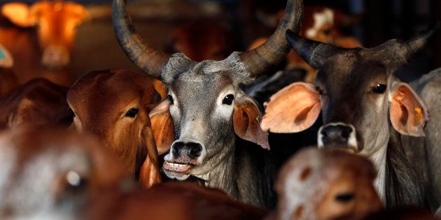 Rescued cattle are seen at a