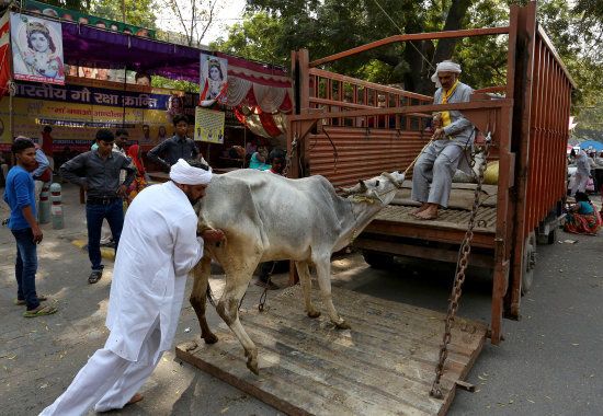 Men load a cow onto a truck in the Jantar Mantar area of New Delhi, India, March 10, 2016. REUTERS/Cathal McNaughton