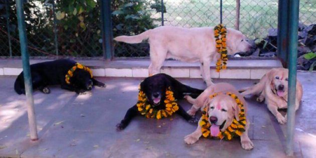 File photo of Max, Sultan, Tiger, Caesar in their farm house. They were part of the police force during 26/11 attacks.