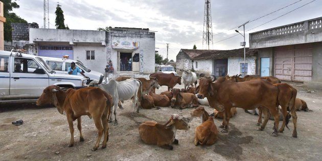Herd of cow seen resting at Mota Samadhiyala village in Una.