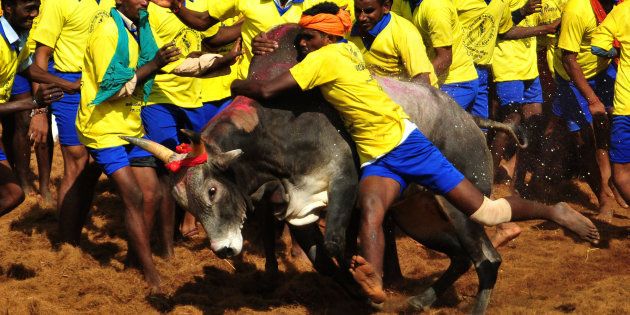 Participants attempt to hold down a bull during the traditional bull taming festival called 'Jallikattu'.