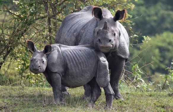 An Indian one-horn rhinoceros and her calf rest on higher land to escape flood waters at the Pobitora Wildlife Sanctuary, Assam.