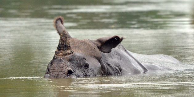 One-horned rhino swims through flood waters in Kaziranga National Park.