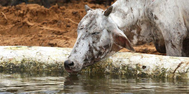 A cow smeared in dirt and mud sips water after being rescued by Officials of anti corruption bureau along with cow service volunteers.