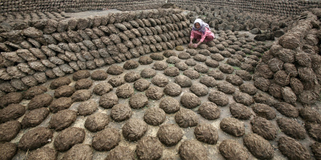 Holy cow! Now you can buy cow dung online | SBS Punjabi