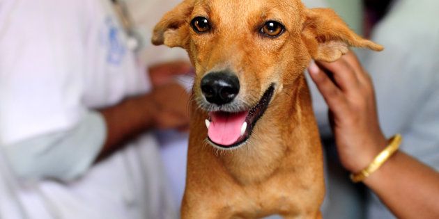An injured dog known as 'Bhadra' looks on while being treated at Tamil Nadu Veterinary University Hospital.