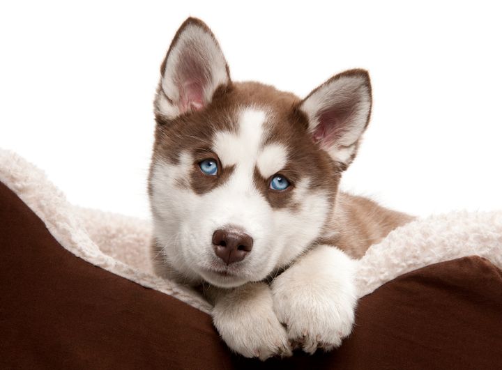 Siberian Huskies are rare and expensive dogs.