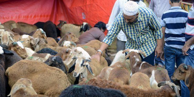An Indian Muslim inspects goats at a livestock market for the sacrificial Eid ul Azha festival in Hyderabad on September 12, 2016.NOAH SEELAM/AFP/Getty Images