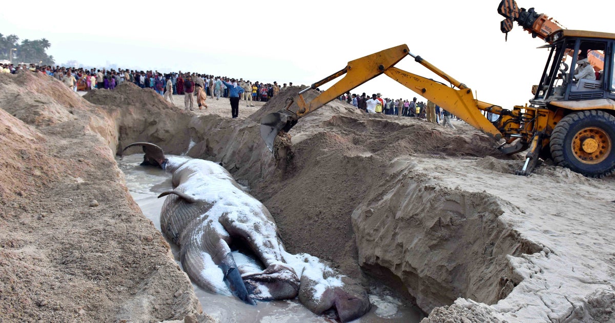 32-Feet-Long Decomposed Dead Blue Whale Discovered On Maharashtra's