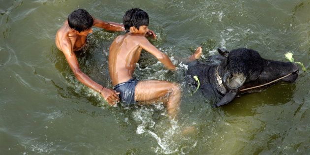 Representational image of teenagers trying to ride a buffalo.