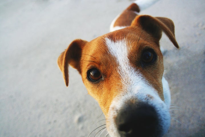 Dogs have a powerful sense of smell. 