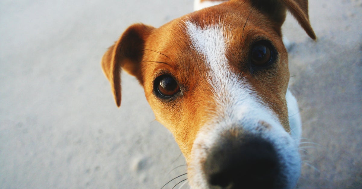 Here’s Why Dogs Sniff Your Crotch When You’re On Your Period Here’s Why Dogs Sniff Your Crotch When You’re On Your Period