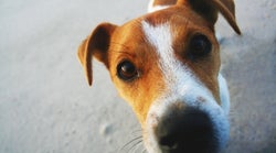 Por qué los perros te huelen la entrepierna cuando tienes la