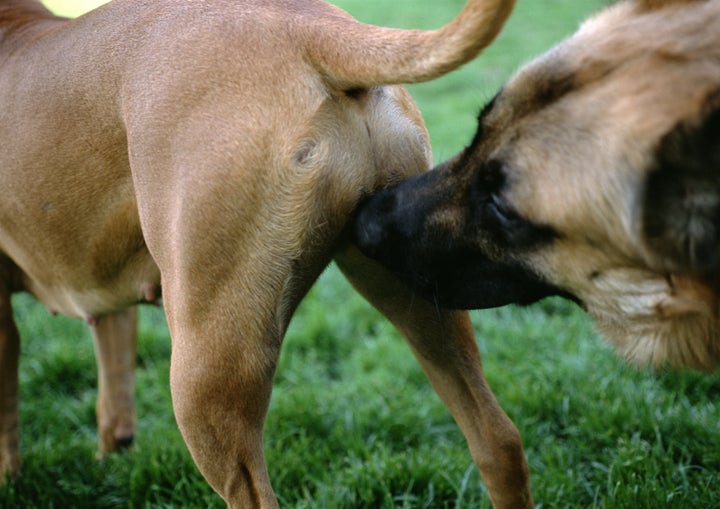 Dogs sniff each other's genital and anal regions as a way to gather information. 