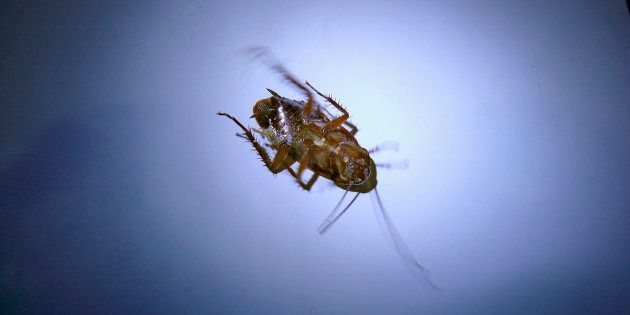 Dead Cockroach, Blattodea