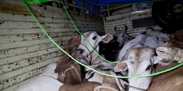 Cows are seen in the back of a truck that a local 'cow vigilante' group chased down on November 8, 2015 in Ramgarh, Rajasthan, India.