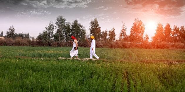 Farmer walking in the middle of green wheat field during early morning.