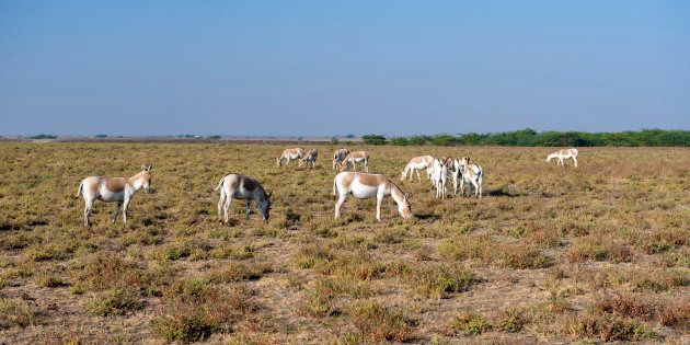 Endangered Indian Wild asses in the Little Rann of Kutch, a semi-desert salt marsh and wild ass sanctuary in Gujarat.