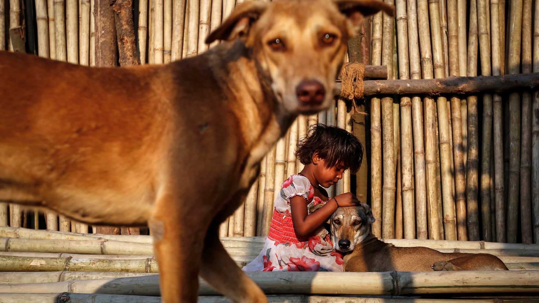 Stray Dogs Guard Baby For Hours At Busy Bengal Railway Station As People Fail To Realise She Has Been Abandoned | HuffPost News Stray Dogs Guard Baby For Hours At Busy Bengal Railway Station As People Fail To Realise She Has Been Abandoned | HuffPost News