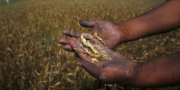A farmer shows wheat crop damaged by unseasonal rains in his wheat field at Sisola Khurd village in the northern Indian state of Uttar Pradesh, March 24, 2015.