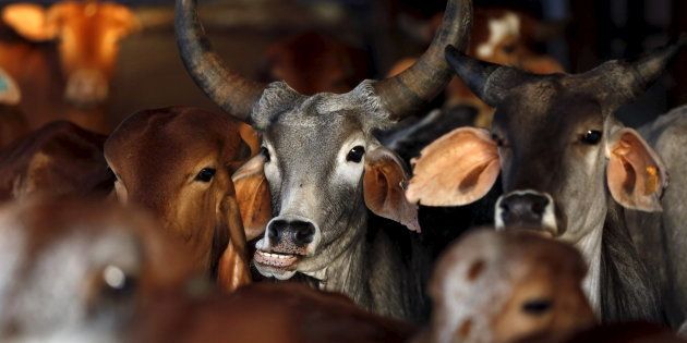Rescued cattle at a or cow shelter, run by Bharatiya Gou Rakshan Parishad, an arm of the Hindu nationalist group Vishwa Hindu Parishad (VHP), in Maharashtra.
