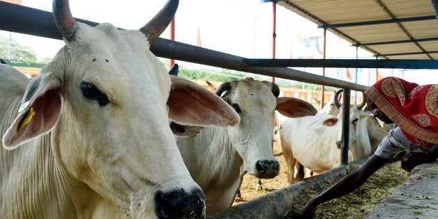Journalism University In Bhopal To Build A Cow Shelter In Its Campus | HuffPost News Journalism University In Bhopal To Build A Cow Shelter In Its Campus | HuffPost News