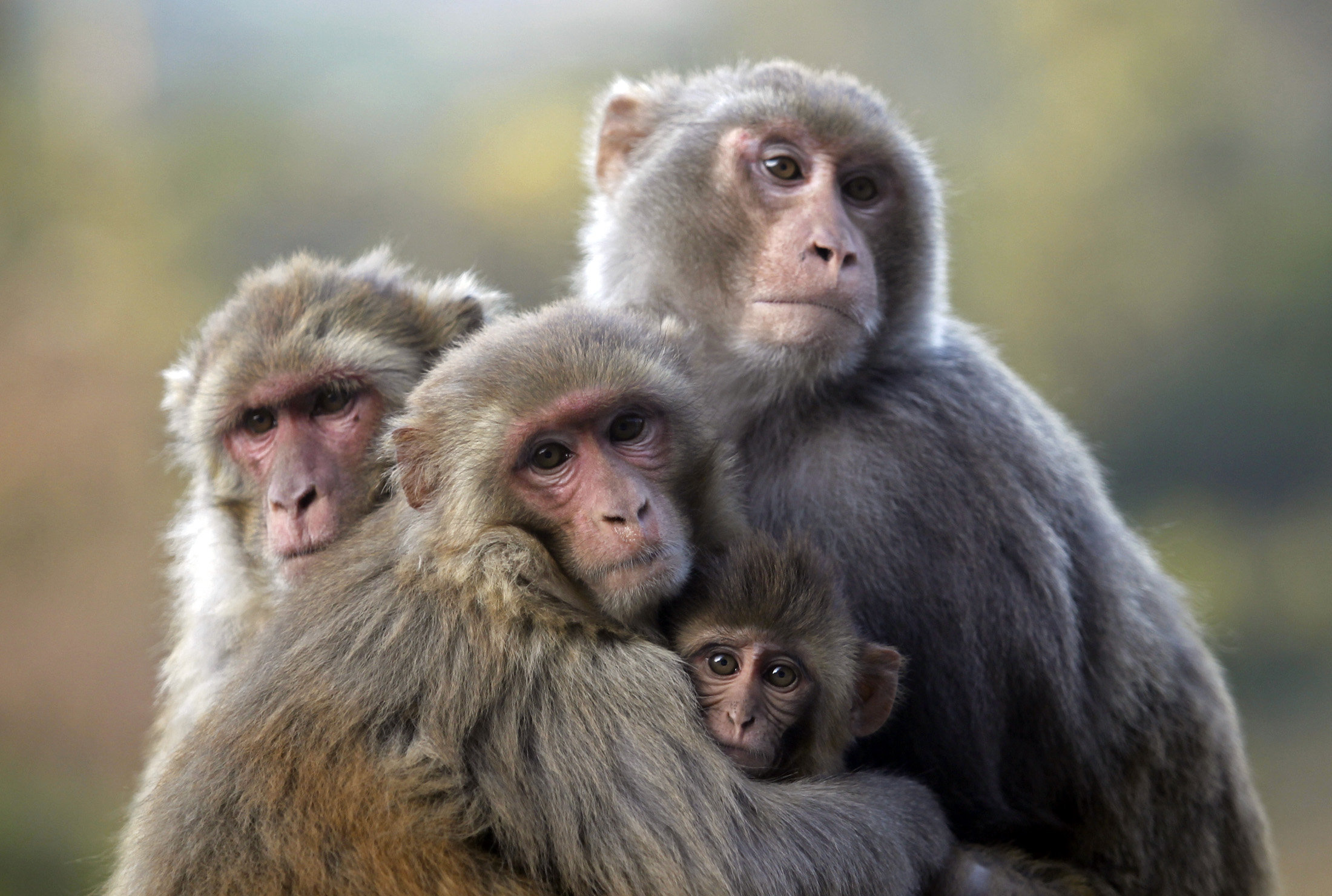 Обезьян нижний. Обезьяны. Мартышки в Индии. Красивая обезьяна. Четыре обезьяны.