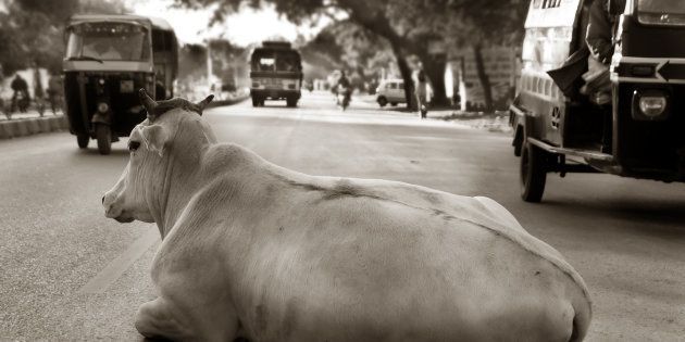 A cow relaxing on a busy city street in central India.