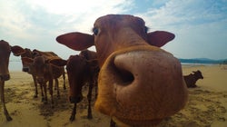 'Gomutra' Stops People From Ageing, Cow Dung Wards Off Radioactivity, And Other Gems From Rajasthan HC