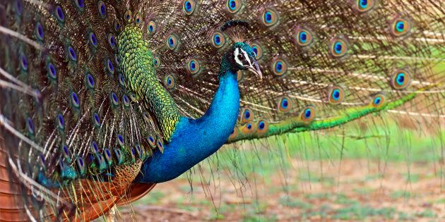 Portrait of beautiful peacock with feathers outPeacock in the wild on the island of Sri Lanka