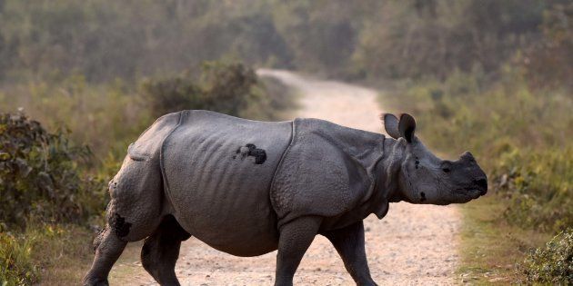 An Indian one horned rhino seen crossing a road inside the Kaziranga National Park, 250 kms east of Guwahati on February 13, 2017 in Assam, India.