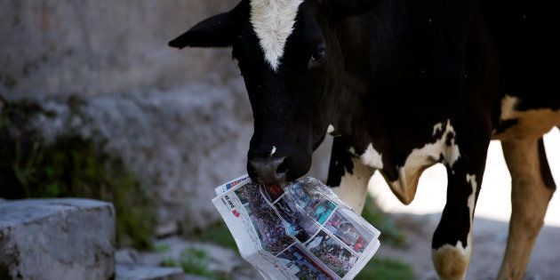 A cow holds a copy of a news paper on the outskirts of Srinagar, August 5, 2016. REUTERS/Danish Ismail