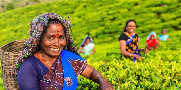 Tamil women plucking tea leaves in Southern India