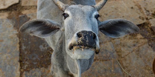 In this photograph taken on November 5, 2015, a cow looks on at a cow shelter owned by Babulal Jangir, a rustic self-styled leader of cow raiders, and Gau Raksha Dal (Cow Protection Squad) in Taranagar in the desert state of Rajasthan.